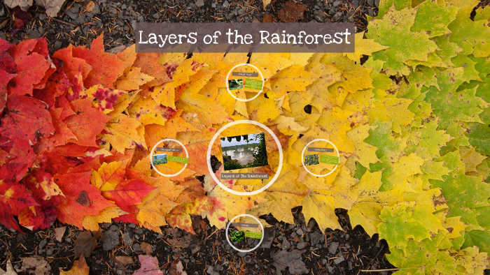 Layers of the Rainforest by on Prezi