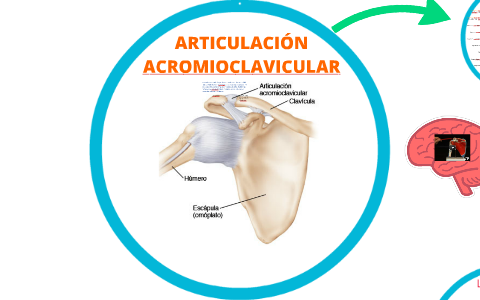 ARTICULACIÓN ACROMIOCLAVICULAR by alejandra salazar valdes on Prezi