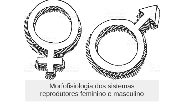 Morfofisiologia Dos Sistemas Reprodutores Feminino E Masculi By Daniela ...