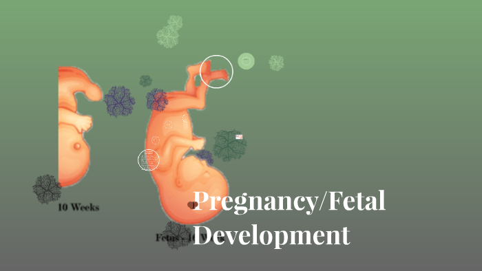 Fetal Developement by oneil palmer on Prezi