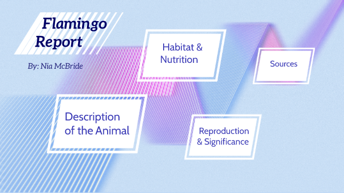 Flamingo Project by n m on Prezi