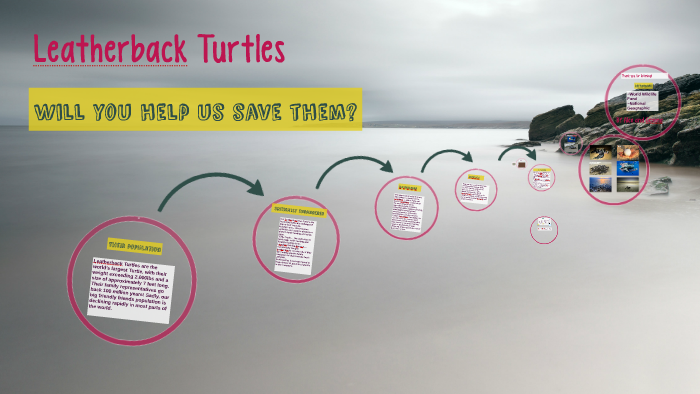 Leatherback Sea Turtles by Gemma Dusang on Prezi