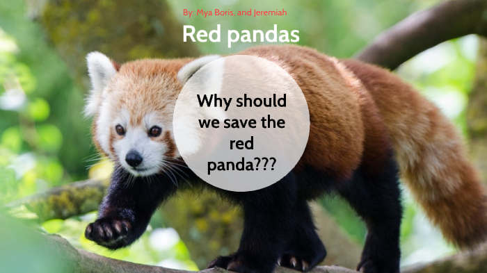 Save the red pandas by Boris Zelaya on Prezi