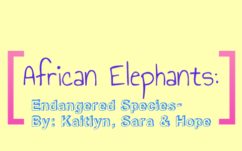 African Elephants: Endangered Species by kaitlyn gabriel