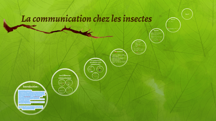 La communication chez les insectes by Amélie Herman on Prezi