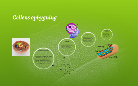 Cellens opbygning by Andreas Laursen on Prezi