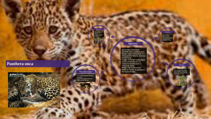 Panthera Onca By Alexia Audevard On Prezi Next