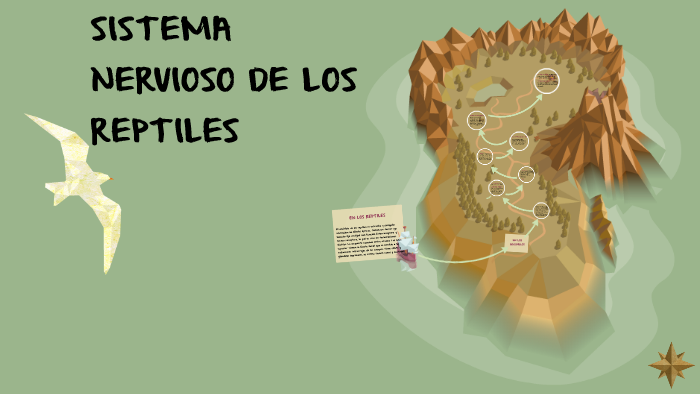 SISTEMA NERVIOSO DE LOS REPTILES by Diana Zambrano Torres on Prezi