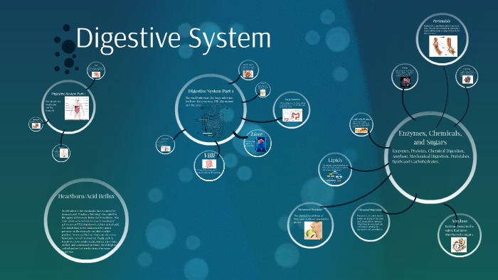Digestive System by Nicole G. on Prezi