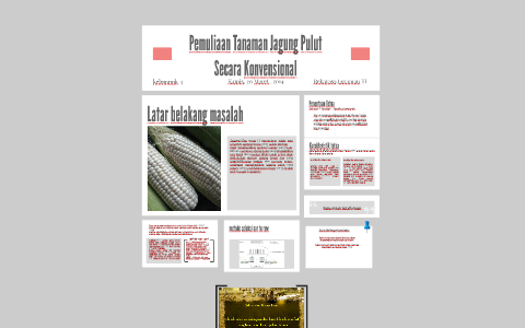 Pemuliaan Tanaman Jagung Pulut Secara Konvensional By Omz T Octavianus