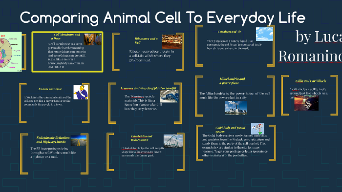 Comparing Animal Cell To Everyday Life by Luke bond