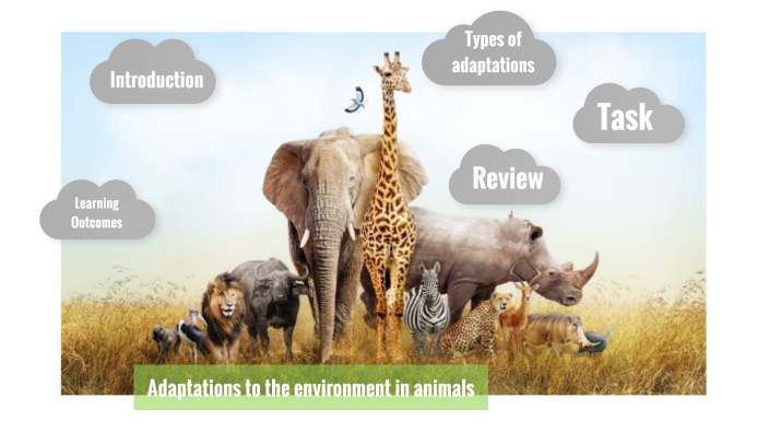 Adaptations to the environment in animals by Emma Niemczyk on Prezi