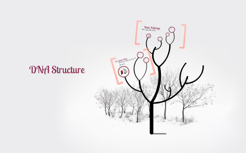 DNA Structure by Bridget Kitson on Prezi