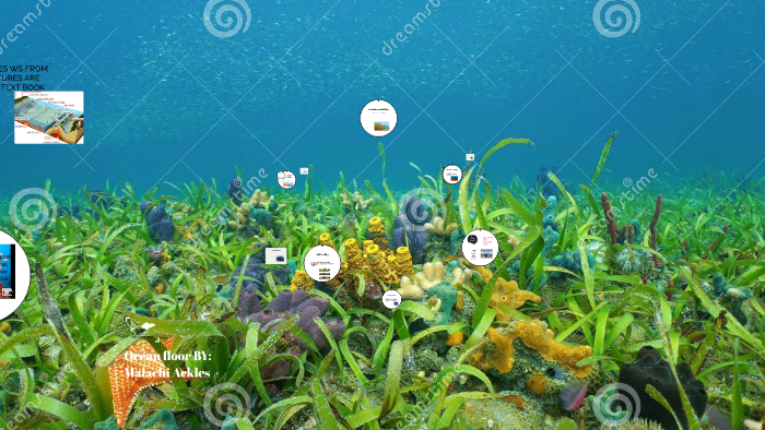 Ocean floor BY: Malachi Ackles by malachi ackles on Prezi