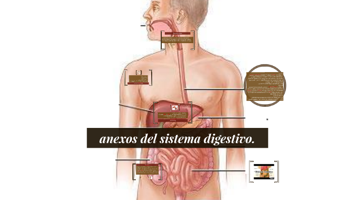 anexos del sistema digestivo. by Hiram Cordova on Prezi