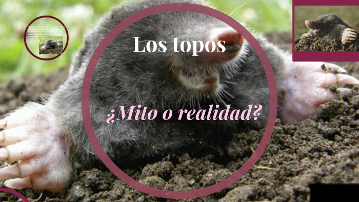 Los topos by Denisse Sanchez Hernandez on Prezi