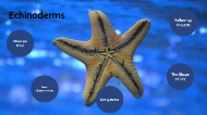 echinoderms diagram