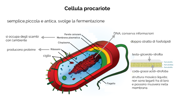 Cellula procariote by stefan pavel on Prezi