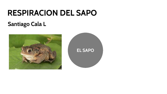 RESPIRACION DEL SAPO by SANTIAGO CALA LONDOÑO on Prezi