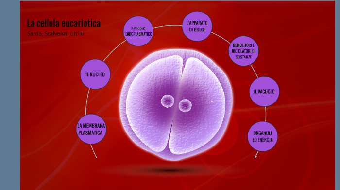 La cellula eucariotica by Marta Sardo on Prezi