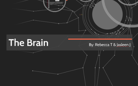 The Brain by Rebecca Tran on Prezi