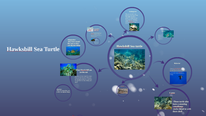 Hawksbill sea turtle by chris koll on Prezi