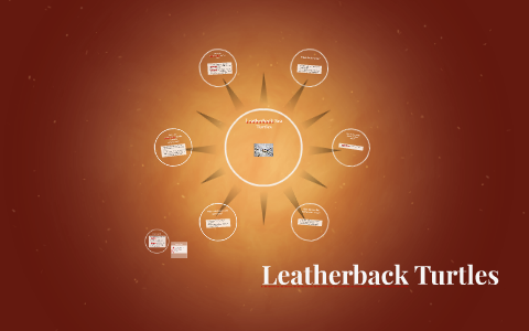 Leatherback Sea Turtles by Johanna Merrill on Prezi