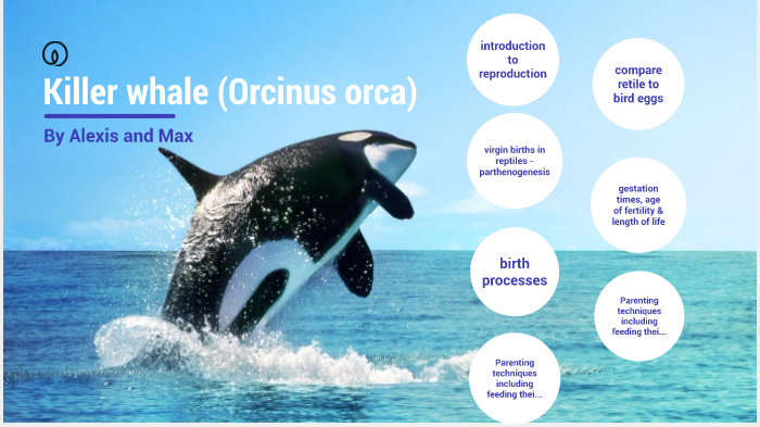 killer whale reproduction by Alexis Townsend on Prezi