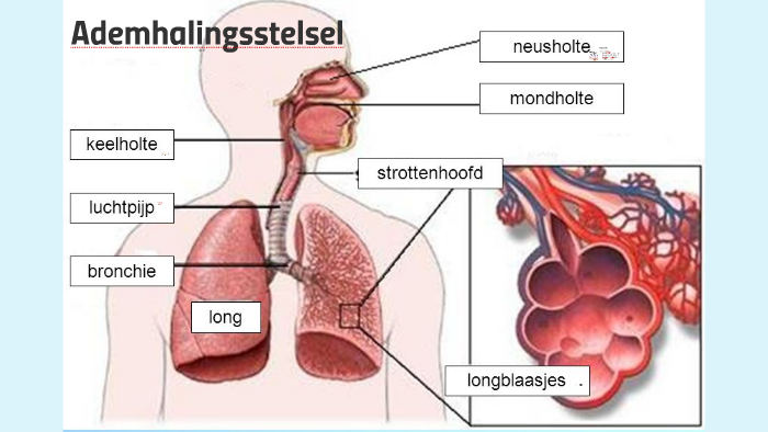 Ademhalingsstelsel by Manon Asbroek on Prezi