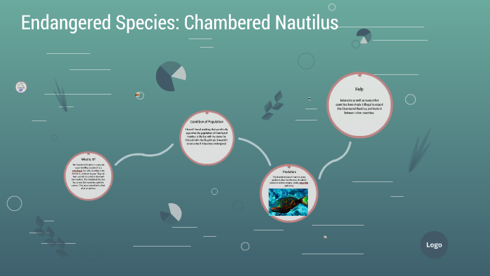 Endangered Species Chambered Nautilus By Zach Schneider