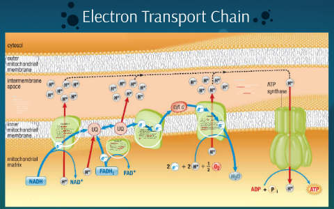 Electron Transport Chain by Raymond Lam on Prezi