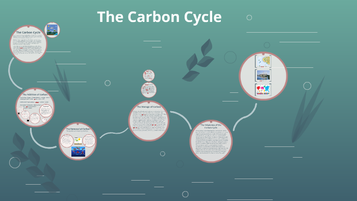 The Carbon Cycle by Ellie G on Prezi
