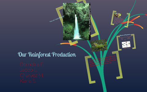 Our Rainforest Production by Amber Chalmers on Prezi