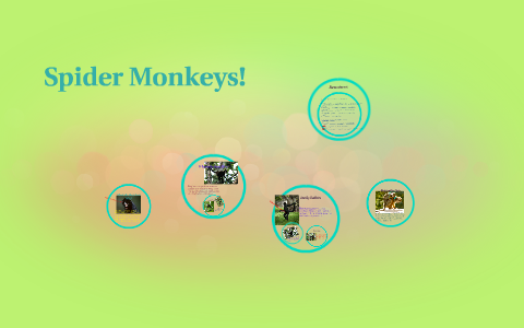 Spider Monkeys! by noelle hauskins on Prezi