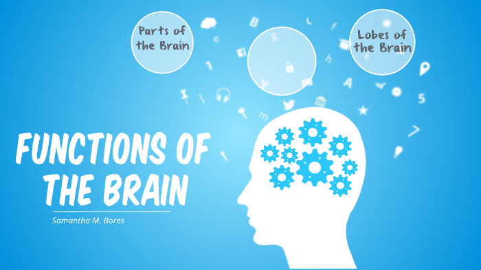 Functions of the Brain by Samantha Megan Bores on Prezi