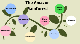 Amazon Rainforest By Jenna Zayed