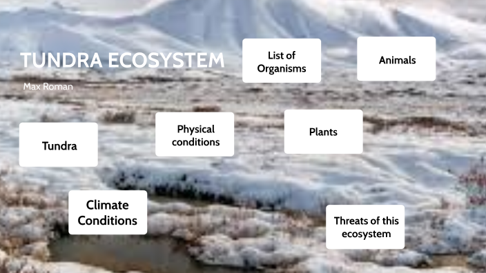 Tundra Ecosystem by max roman