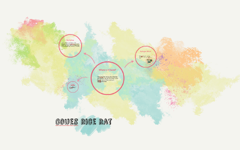 Coues rice rat by Kaley McConnell on Prezi