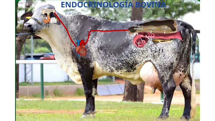 ENDOCRINOLOGIA BOVINA by Camilo Muñoz Hernandez