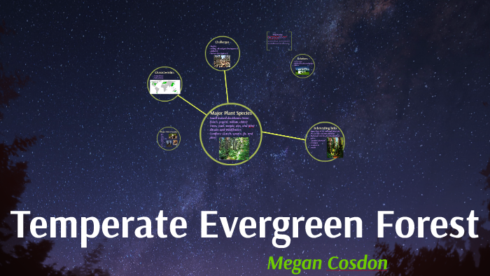 Temperate Evergreen Forest by on Prezi