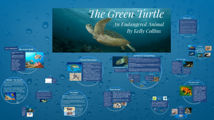 The Green Turtle by Kelly Collins on Prezi