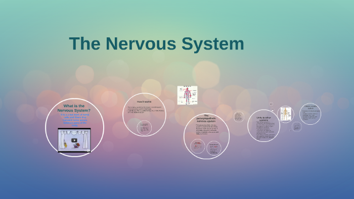The Nervous System by on Prezi
