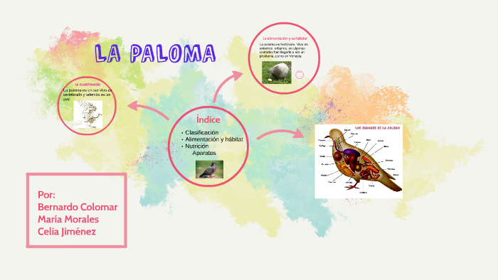 sistema circulatorio de palomas