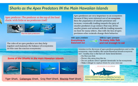 Apex predators in the Hawaii main island by 123 SB on Prezi Next