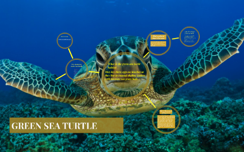 GREEN SEA TURTLE by Jayson Pilsitz on Prezi
