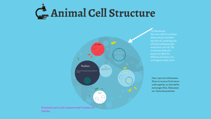 Animal Cell Structure by Jacob Adkins on Prezi