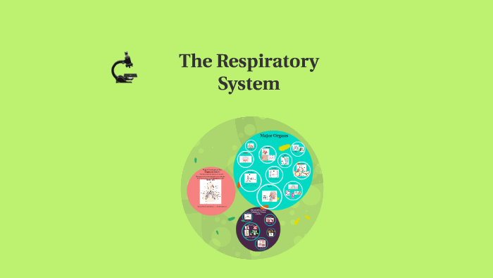 Respiratory System by rosa C on Prezi