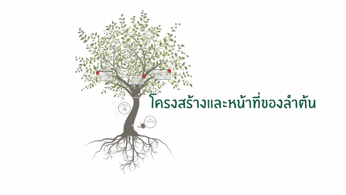 โครงสร้างและหน้าที่ของลำต้น by wi wp on Prezi