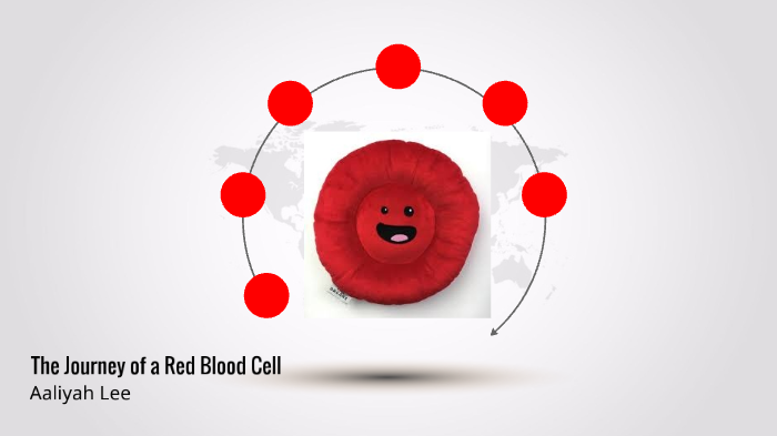 The Journey of a Red Blood Cell by Aaliyah Lee on Prezi