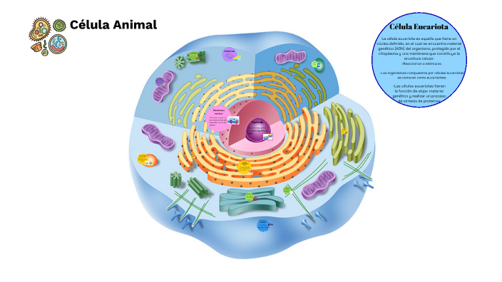 Célula Animal by Karen Pachacama on Prezi